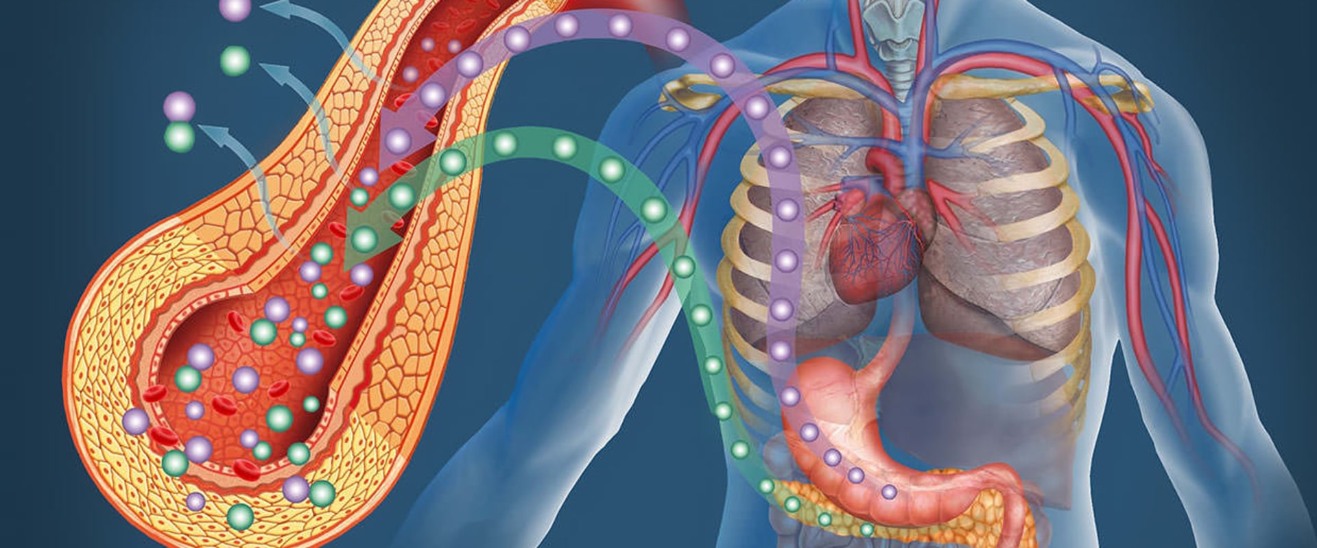 A Comprehensive Guide to Understanding the Development of Type 2 Diabetes