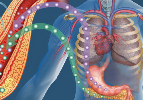 Understanding the Development of Type 2 Diabetes